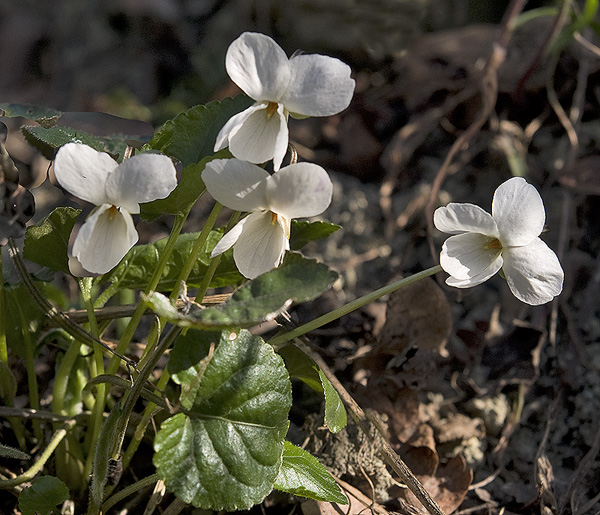 Oasi naturalistica del Carmine